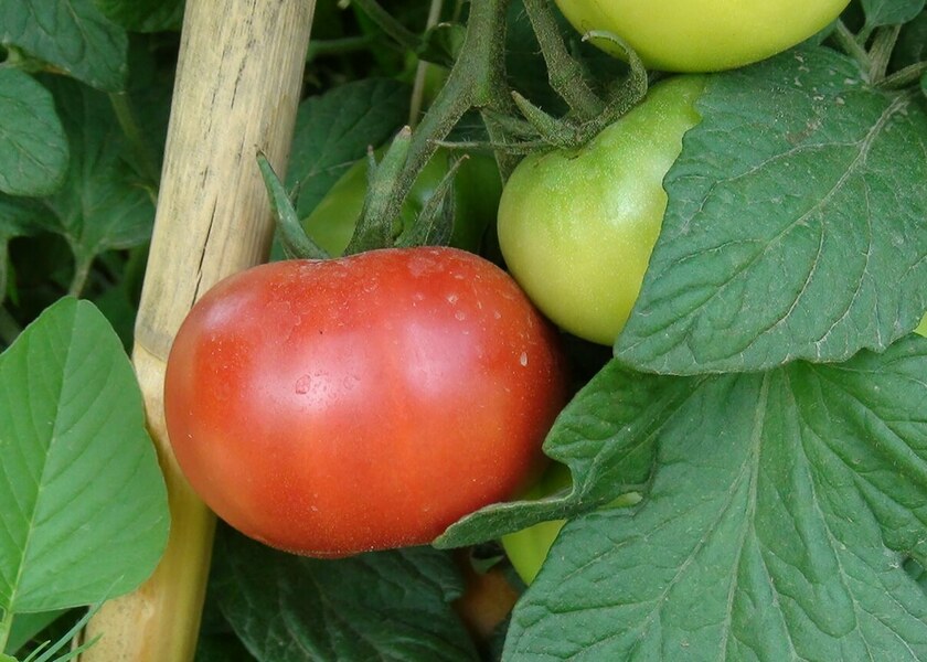 Saatlıda yeni üsulla becərilən pomidor sahəsində məhsuldarlıq 3 dəfə artıb